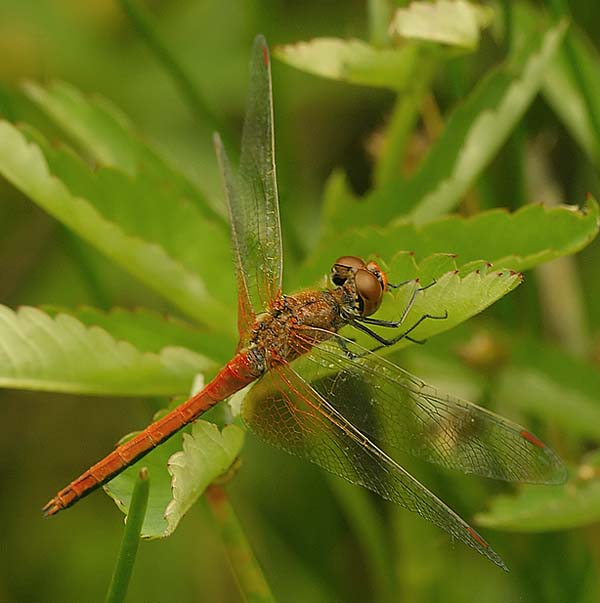 Yellow-winged Darter